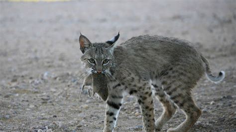 Texas Showdown: Who Emerges Victorious in a Bobcat vs. Feral Hog Battle ...