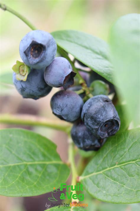 Blueberry Bluecrop - Grow Veg & Fruit by Brighter Blooms