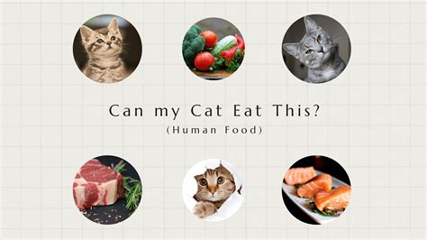 What Kinds of Human Foods Can Cats Eat? - aPetMart