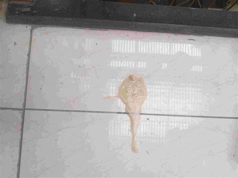 My dog is vomiting both white foam and yellow fluid. He is feeling lazy ...