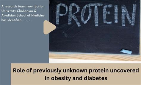 Role of previously unknown protein uncovered in obesity and diabetes