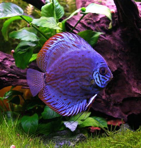 Image result for Discus Tropical Fish