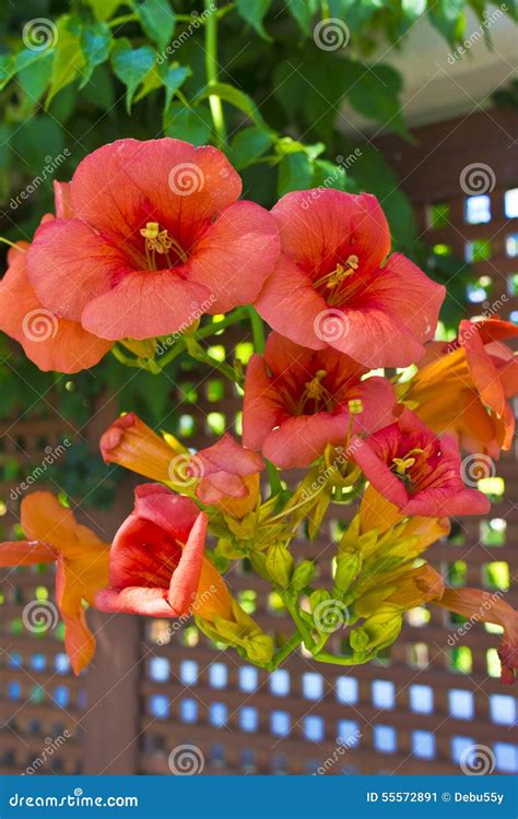 Climbing Plants Orange Flowers at Randy Eubanks blog