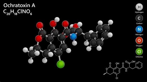 Understanding Ochratoxins and Ochratoxin A: The Mold Connection | Indoor Doctor | The Connection ...