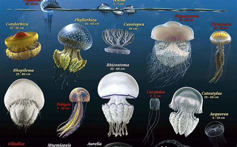 厦大课题组发现：海月水母成体生活史逆转—论文—科学网