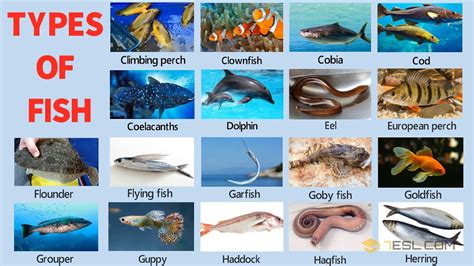 Image result for Fish Shell Argparse Examples
