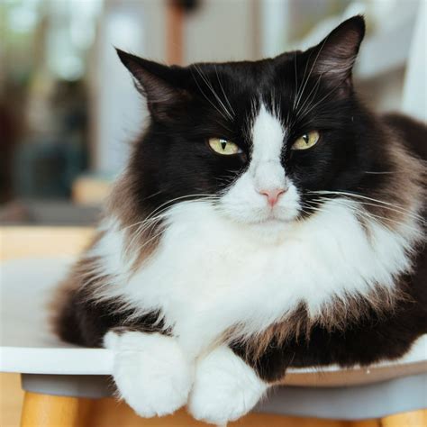 Tuxedo Cat Breeds