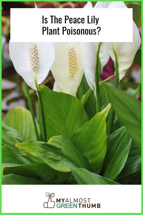 Peace Lily: Benefits, Types & Care Guide - My Almost Green Thumb