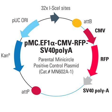 Plasmid Vector 的图像结果