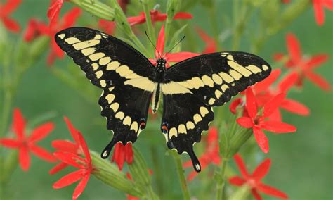 Black And Yellow Butterflies In Texas at Margaret Steen blog
