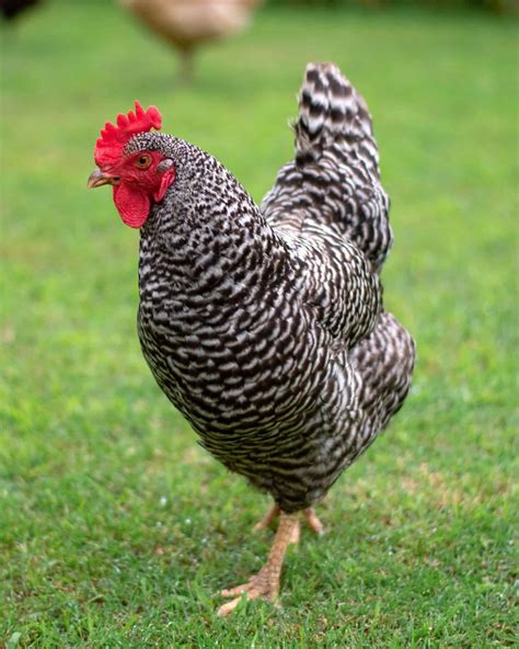 Barred Rock Chicken: Breed Profile, Facts & Pictures