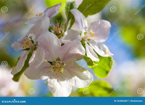 Close Up of the Apple Tree Flowers Stock Image - Image of branch ...