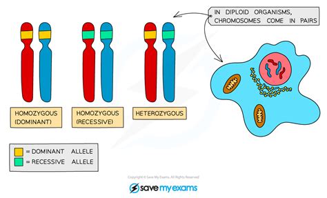 Image result for Inheritance Allele