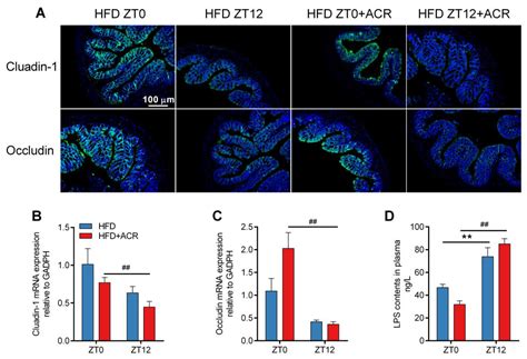 Chronotoxicity of Acrylamide in Mice Fed a High-Fat Diet: The ...