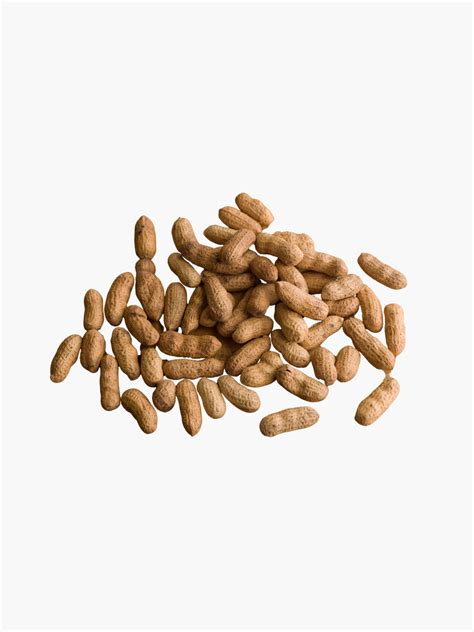 Peanuts – Gilligallou Bird