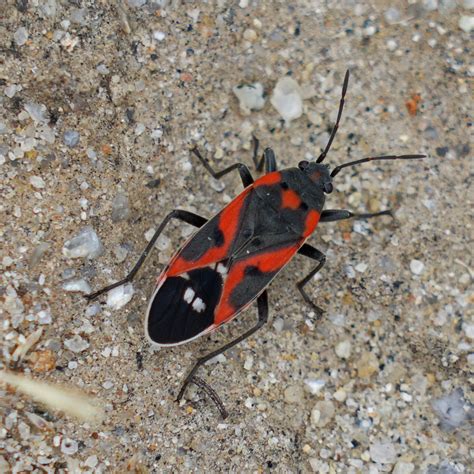 Small Milkweed Bug from Featherly Regional Park, CA, USA on June 1 ...