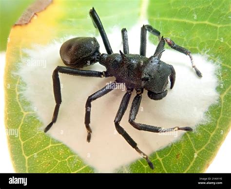 Turtle Ant-mimicking Crab Spider (Aphantochilus rogersi) Arachnida ...