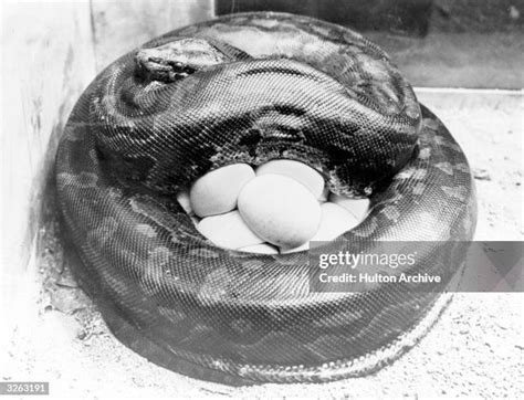 Image result for Python Laying Eggs