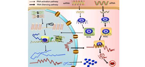 Small Activatingrna 的图像结果