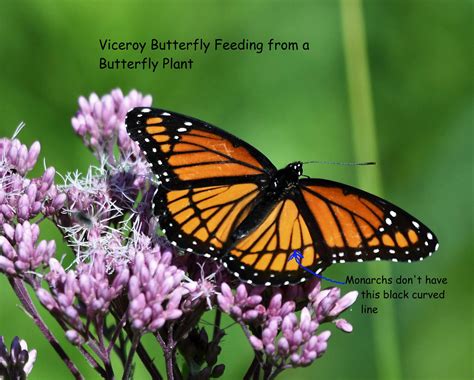 Monarch And Viceroy Butterfly Comparison