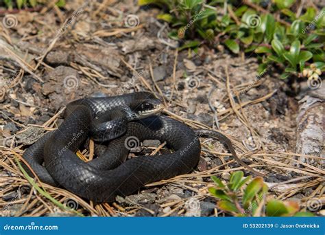 Northern Black Racer stock image. Image of favorite, face - 53202139