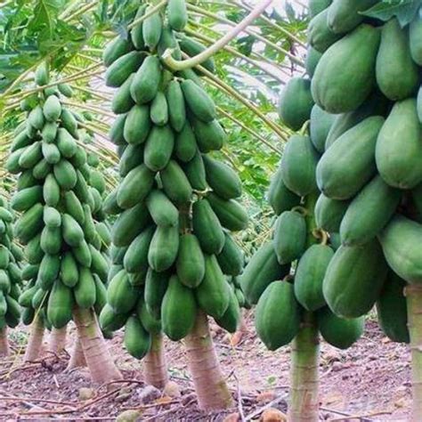 THAMMAR RED LADY F1 HYBRID PAPAYA TAIWAN 786 VARIETY SEEDS ( 400 SEEDS ...