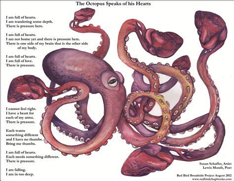 Octopus Anatomy Heart