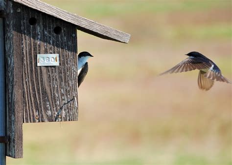 Bird House Hole Size Guide: Everything You Need to Know