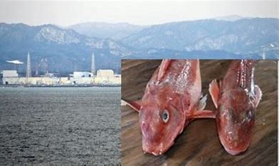 福岛海鱼体内放射性物质超标180倍 的图像结果