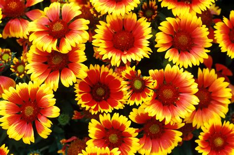 17 Most Colorful Garden Plants