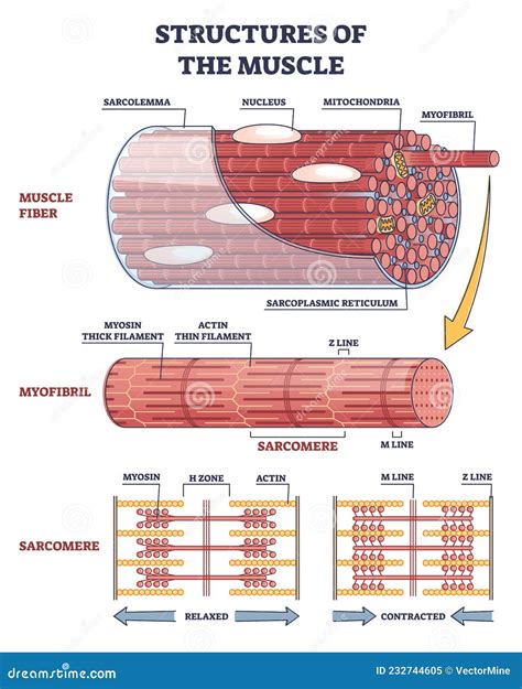Structures Of Muscle With Fiber, Myofibril And Sarcomere Outline Diagram Cartoon Vector ...