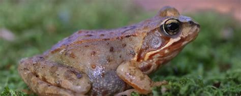 青蛙養殖：你知道青蛙的生長過程及青蛙吃什麼食物 - 每日頭條