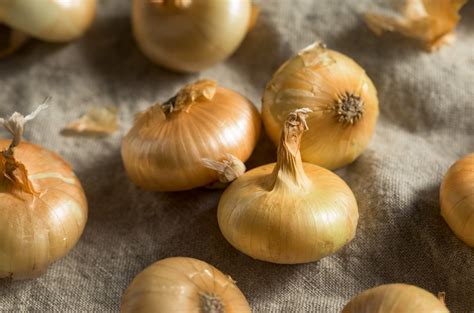Habitat Of Onion