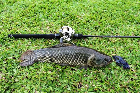 Pesca esportiva de traíra com isca artificial