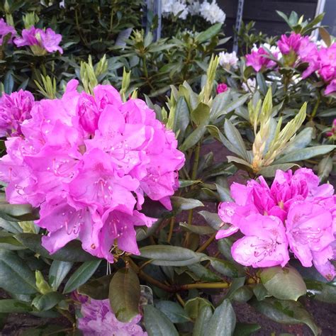 Rhododendron Roseum Elegans - Park Graveland