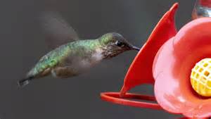 Winter hummingbirds in MS: See which ones might show up and how to attract them