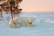 polar backgrounds polar wallpapers picture polar wallpaper polar backgrounds polar wallpapers picture polar wallpaper