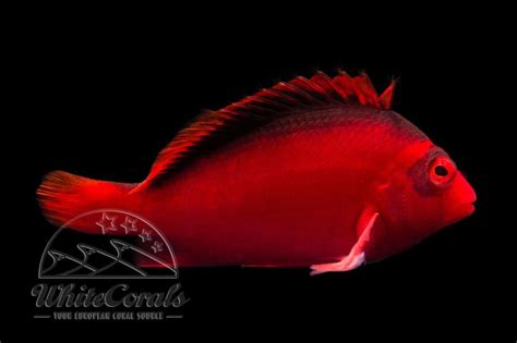 Neocirrhites armatus - Flame Hawkfish - buy online