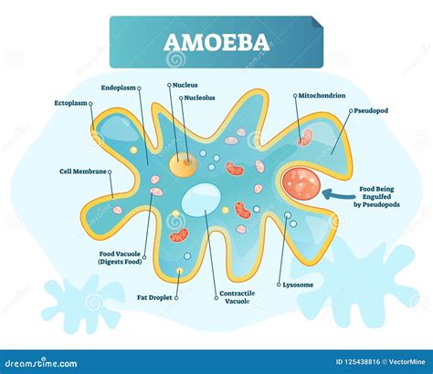 Amoeba Labeled Vector Illustration. Single Cell Animal Structure Scheme ...