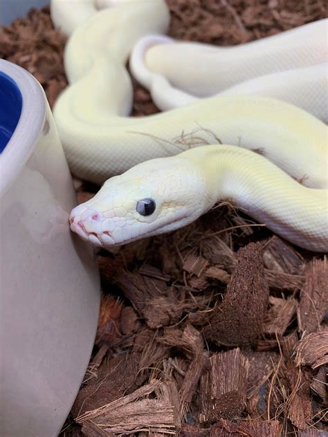 Ivory Burmese Python 的图像结果