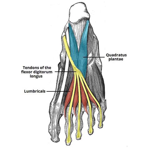 Quadratus Plantae Muscle