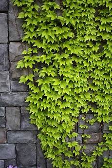 Types Of Climbing Plants by Vines For Privacy Bradford Greenhouses Types Of Climbing Plants