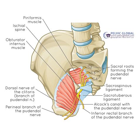 The Ultimate Guide to Pelvic Floor Physical Therapy: Everything You ...