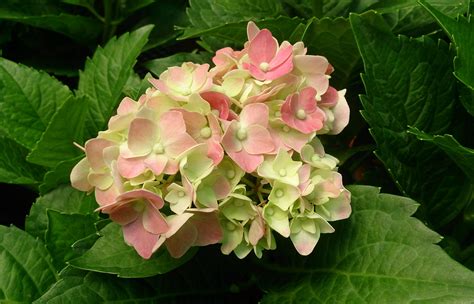 Do Deer Eat Hydrangeas?