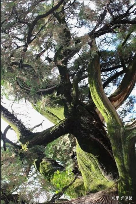 中国8大千年古树，最老一棵4000岁，世所罕见 - 知乎