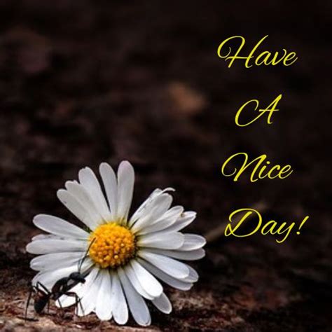 Good Morning Have a Nice Day Images with Flowers: A Fresh Start to Your Day