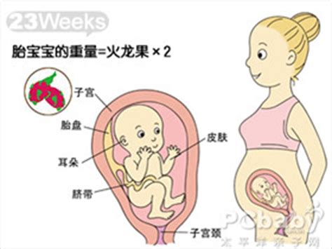 怀孕23周胎动、b超数据、胎儿大小_孕23周胎儿发育情况_亲子百科_太平洋亲子网