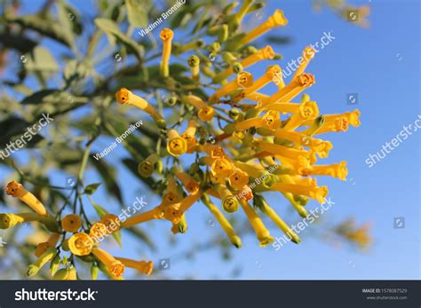 155 Nicotiana Glauca Images, Stock Photos & Vectors | Shutterstock