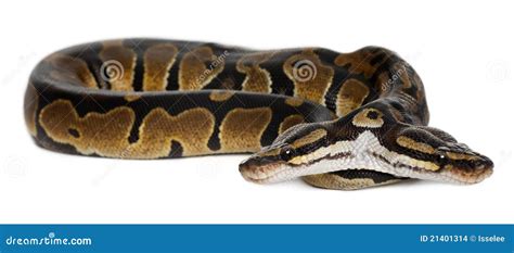 Image result for 6 Foot Ball Python