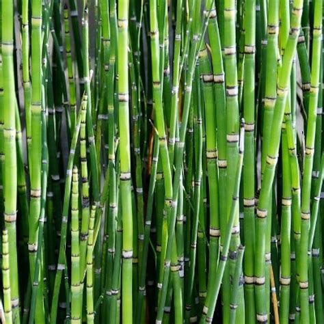 Mphmi Seedless Plant Indoor Plants Water Bamboo Plant - Equisetum ...